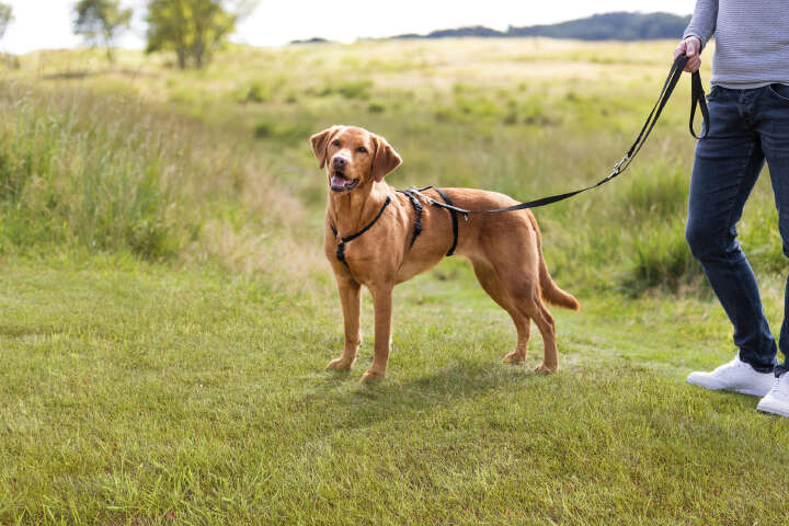 TRIXIE Hunde-Panikgeschirr Stay